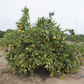 Aoshima Satsuma Mandarin Budwood citrus plant material online shopping