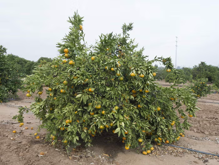 Aoshima Satsuma Mandarin Budwood citrus plant material online shopping