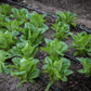 Little Gem Romaine Lettuce