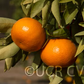 Temple x Dancy Mandarin Hybrid Budwood citrus plant material online shopping