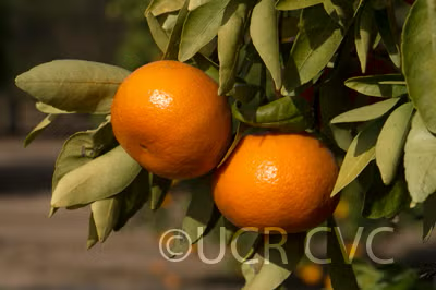 Temple x Dancy Mandarin Hybrid Budwood citrus plant material online shopping