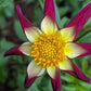 Tahoma Moonshot Dahlia
