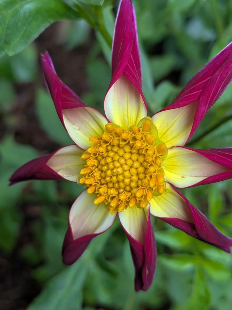 Tahoma Moonshot Dahlia