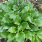 Mean Green Thing Hosta Plants online shopping