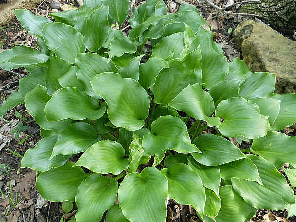 Mean Green Thing Hosta Plants online shopping