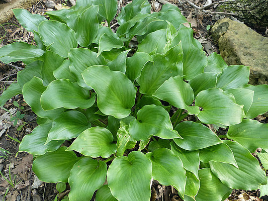 Mean Green Thing Hosta Plants online shopping