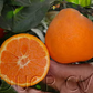 China S-9 Satsuma Mandarin Budwood citrus plant material online shopping
