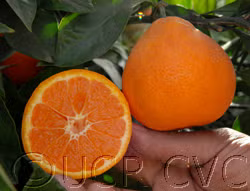 China S-9 Satsuma Mandarin Budwood citrus plant material online shopping