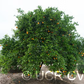 Dweet Tangor Mandarin Budwood citrus plant material online shopping