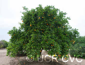 Dweet Tangor Mandarin Budwood citrus plant material online shopping