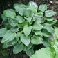 Gum Drop Hosta Plants online shopping
