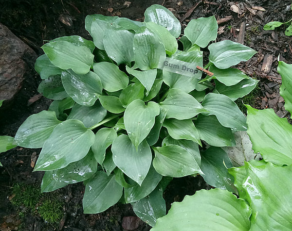 Gum Drop Hosta Plants online shopping