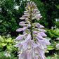Childhood Fantasy Hosta Plants online shopping