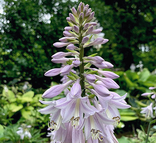 Childhood Fantasy Hosta Plants online shopping