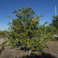 Orange à Feuilles Laciniées Blood Orange Budwood citrus plant material online shopping