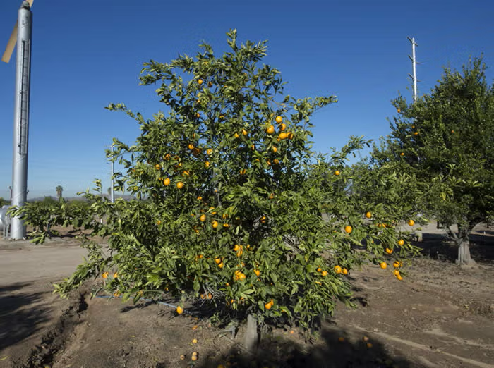 Orange à Feuilles Laciniées Blood Orange Budwood citrus plant material online shopping
