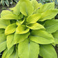 Humongosaurus Hosta Plants online shopping
