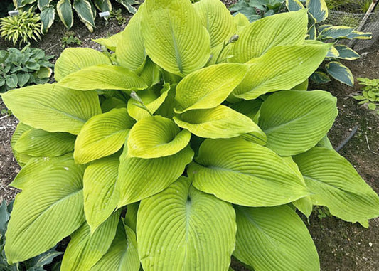 Humongosaurus Hosta Plants online shopping