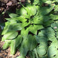 First Blush Hosta Plants online shopping
