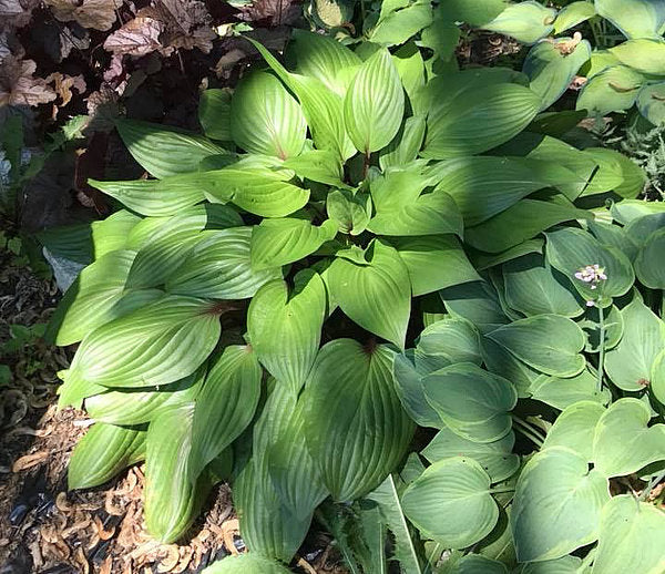 First Blush Hosta Plants online shopping