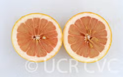 Rojo Blanco Pummelo Hybrid Budwood citrus plant material online shopping