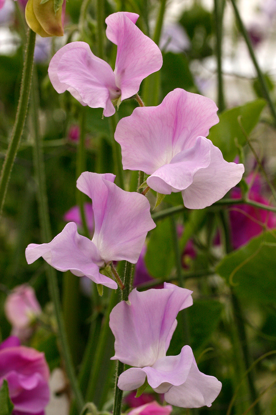 Solstice Lavender Sweet Pea seeds online shopping