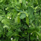 Sugar Lace II Snap Pea