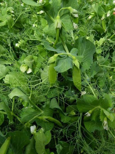 Sugar Lace II Snap Pea Seeds online shopping