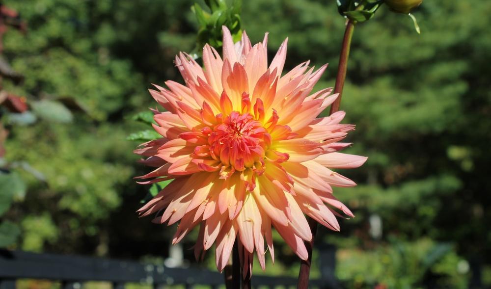 Brookside Cheri Dahlia