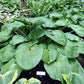 Humpback Whale Hosta Plants online shopping