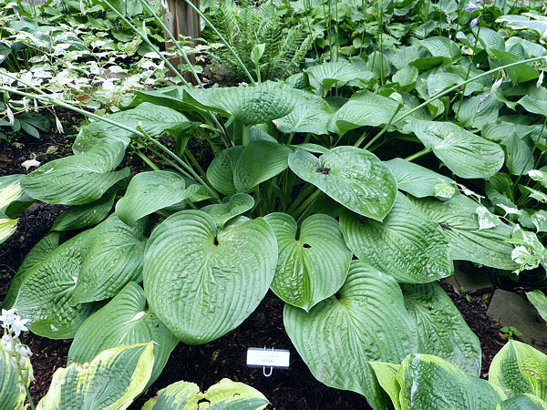 Humpback Whale Hosta Plants online shopping