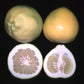 Reinking Pummelo Budwood citrus plant material online shopping