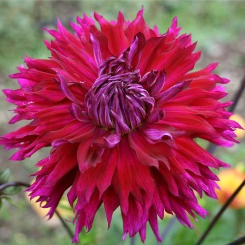 Jennifer’s Wedding Dahlia