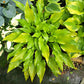Valley’s Chute The Chute Hosta Plants online shopping