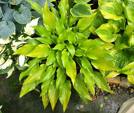 Valley’s Chute The Chute Hosta Plants online shopping