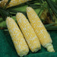 Enchanted F1 Corn