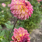 Foxy Lady Dahlia
