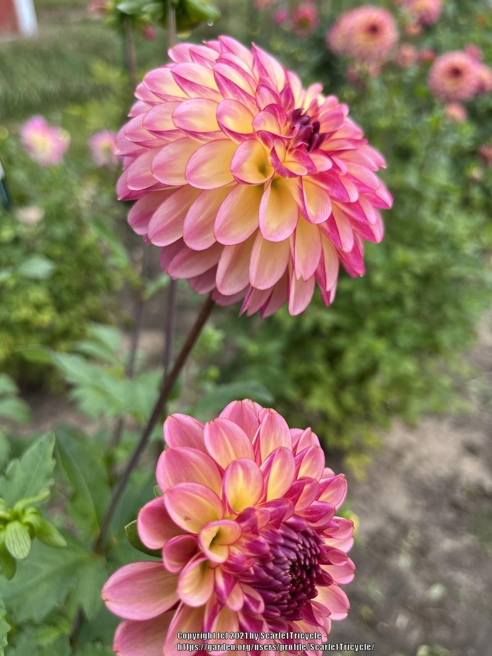 Foxy Lady Dahlia