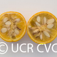 Small Leaf Trifoliate Budwood citrus plant material online shopping