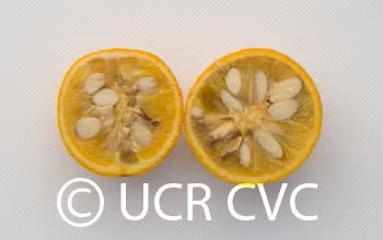 Small Leaf Trifoliate Budwood citrus plant material online shopping