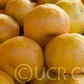 Gold Nugget Mandarin Budwood citrus plant material online shopping