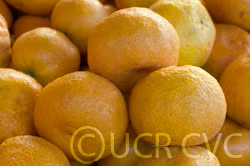 Gold Nugget Mandarin Budwood citrus plant material online shopping