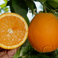 Frost Nucellar Valencia Orange Budwood citrus plant material online shopping