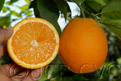 Frost Nucellar Valencia Orange Budwood citrus plant material online shopping
