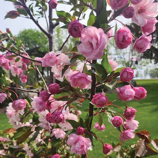 Pink Cloud Crabapple