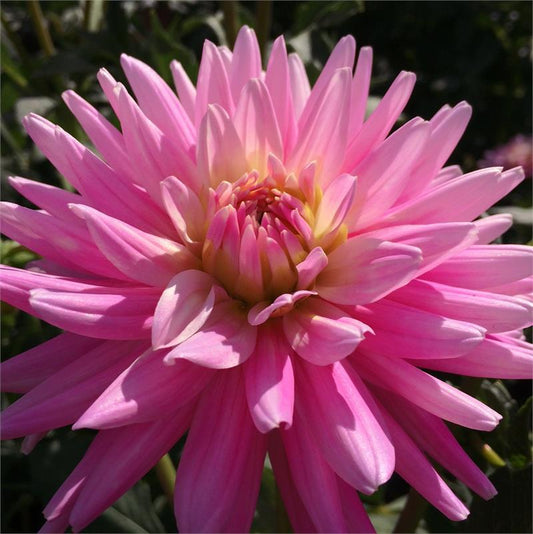 Hokey Pokey Dahlia
