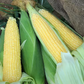 Solstice F1 Corn