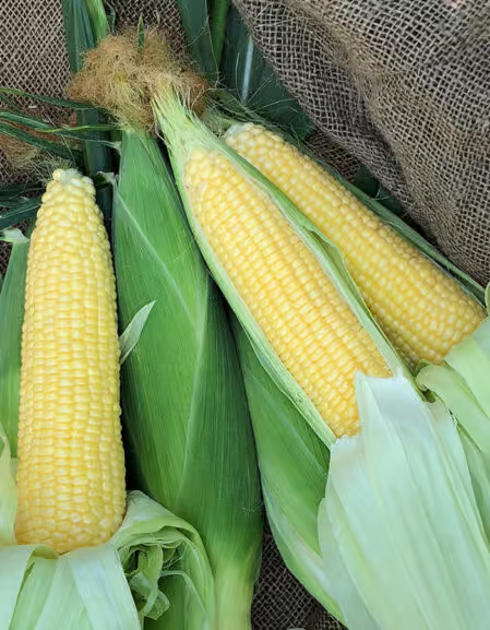 Solstice F1 Corn