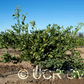 Louisiana Early Satsuma Mandarin Budwood citrus plant material online shopping