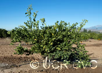 Louisiana Early Satsuma Mandarin Budwood citrus plant material online shopping